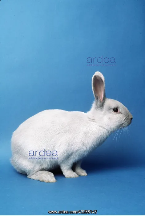 : LILAC DOMESTIC RABBIT - Normal Fur : LILAC DOMESTIC RABBIT - Normal Fur