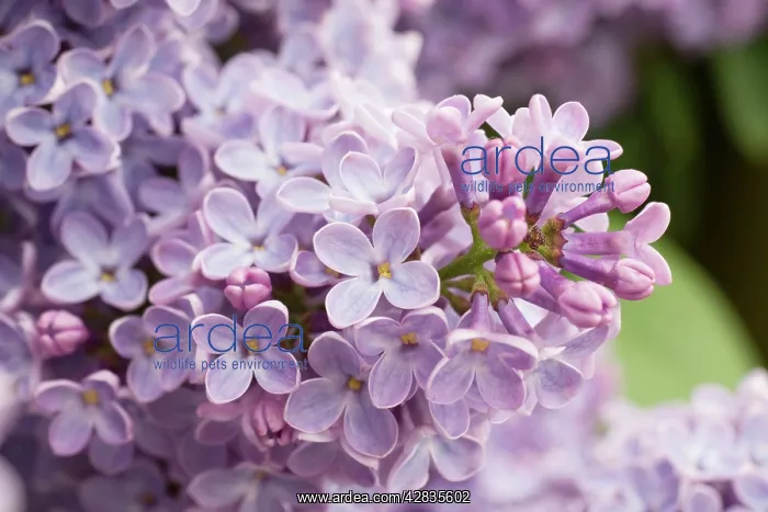  : Lilac flowers