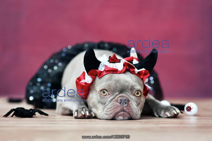 : Lilac French Bulldog dog wearing red devil horn : Lilac French Bulldog dog wearing red devil horn