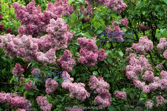 : LILAC - MASS OF FLOWERS : LILAC - MASS OF FLOWERS