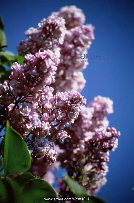 : Lilac, Syringa : Lilac, Syringa