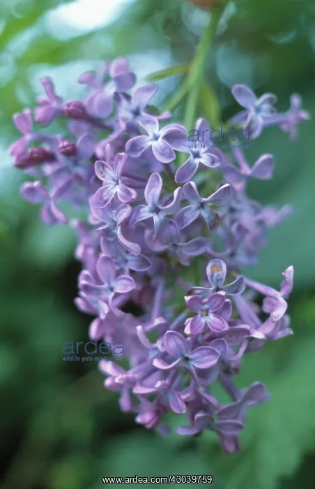  : Lilac, Syringa