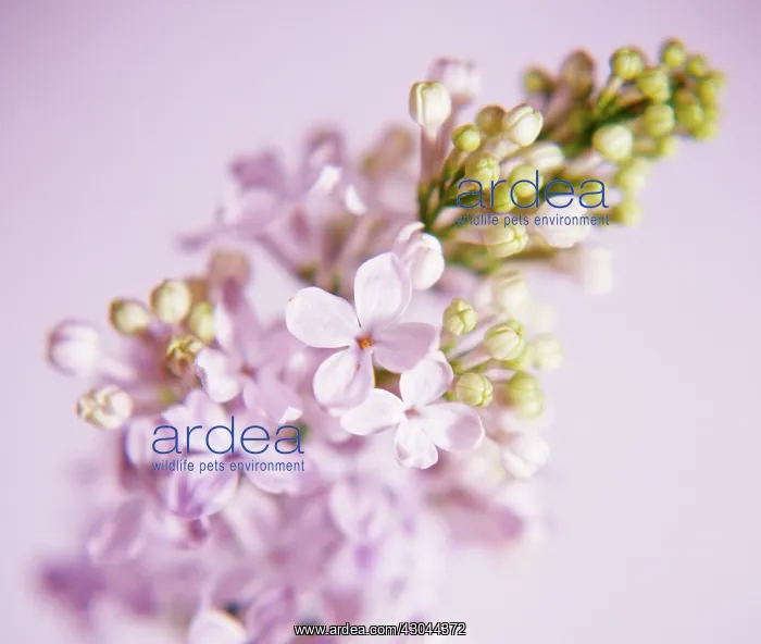 : Lilac, Syringa : Lilac, Syringa