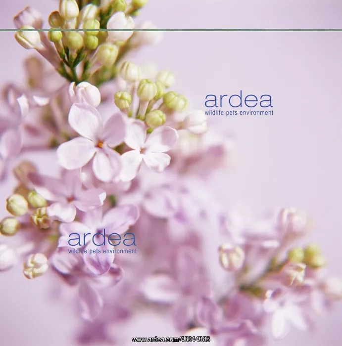 : Lilac, Syringa : Lilac, Syringa