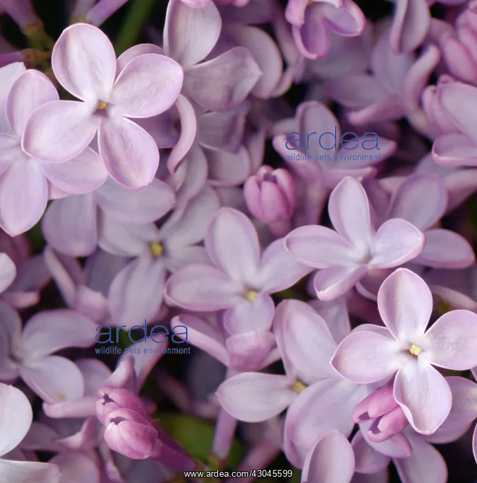  : Lilac, Syringa