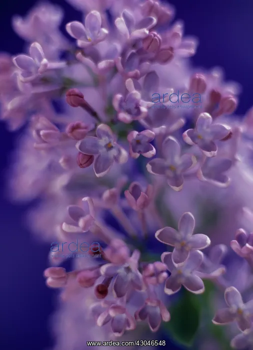  : Lilac. Syringa
