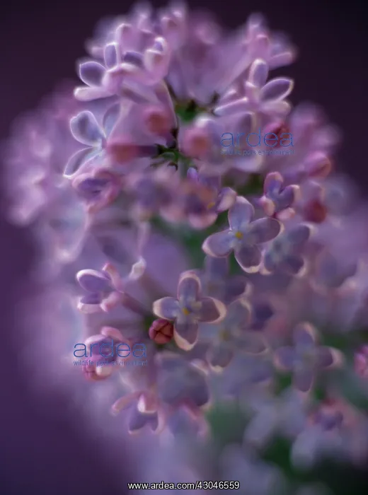 : Lilac. Syringa : Lilac. Syringa