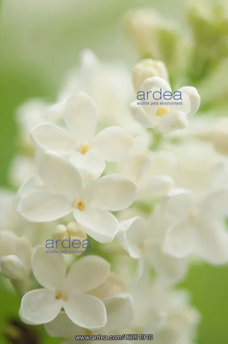 : Lilac, Syringa : Lilac, Syringa