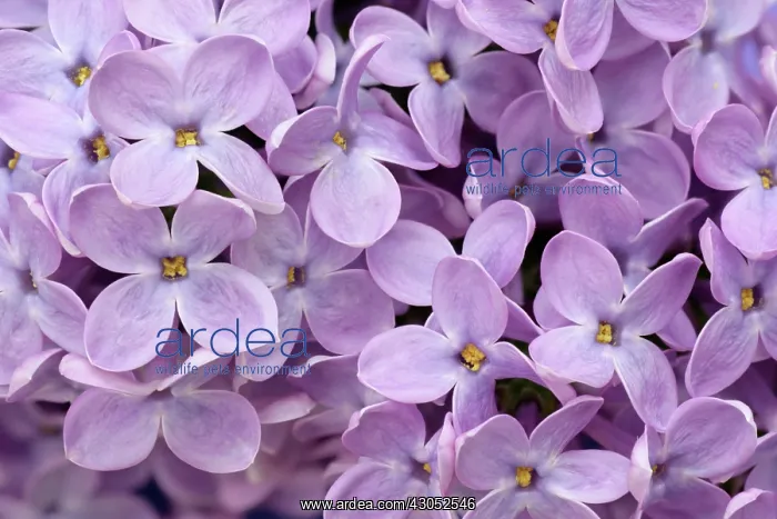  : Lilac, Syringa