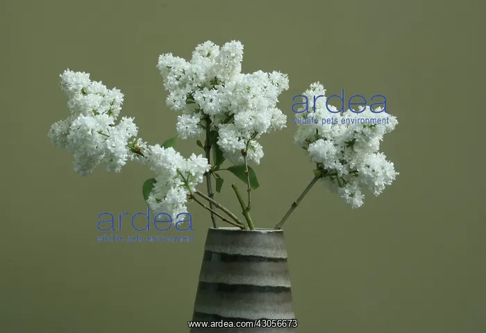 : Lilac, Syringa : Lilac, Syringa