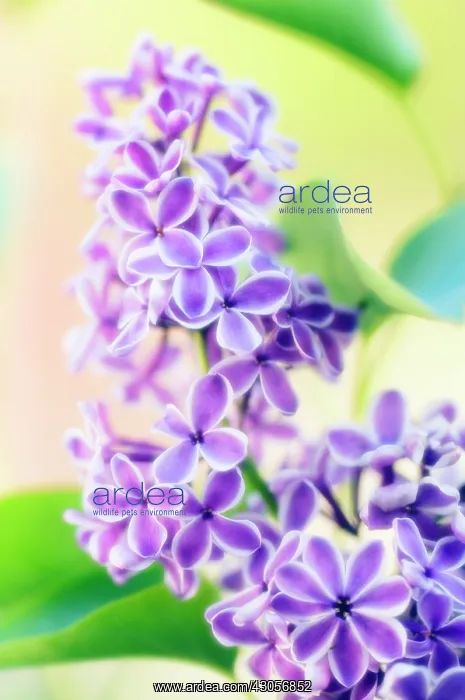: Lilac, Syringa : Lilac, Syringa