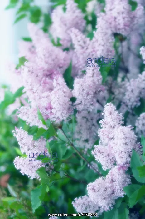  : Lilac, Syringa