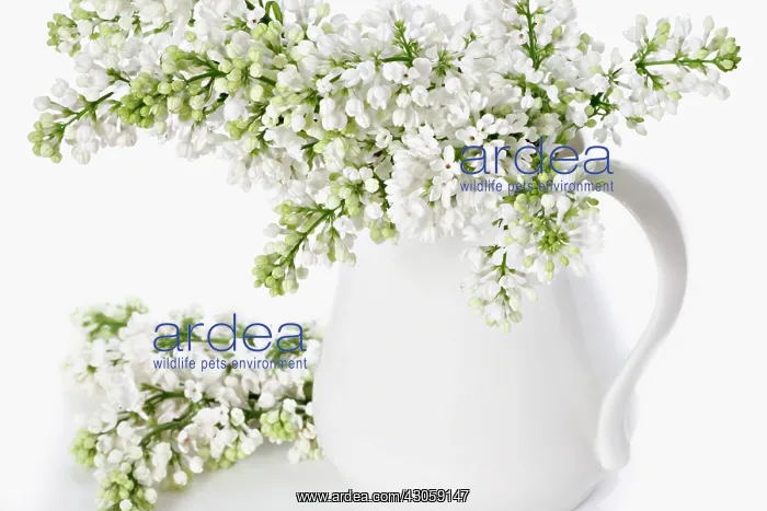 : Lilac, Syringa : Lilac, Syringa