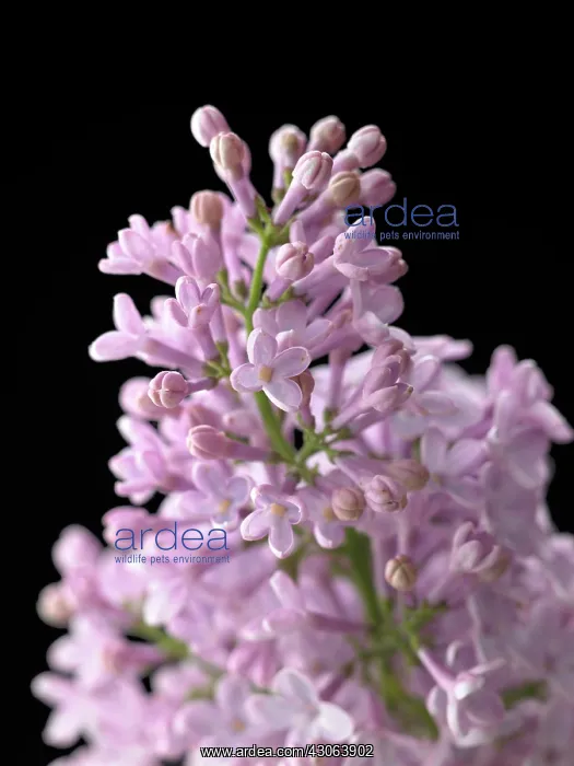 : Lilac, Syringa : Lilac, Syringa