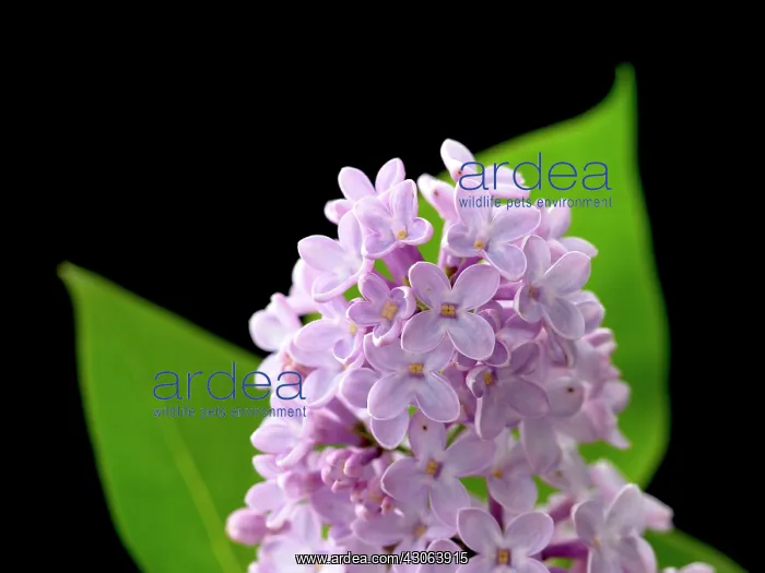  : Lilac, Syringa