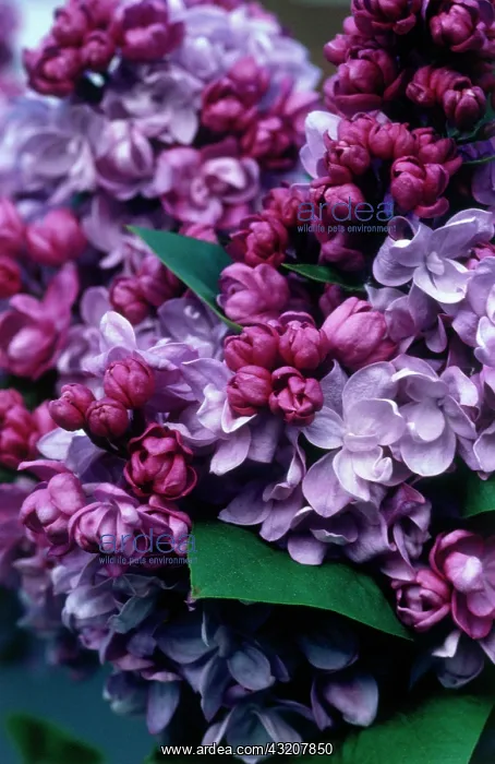 : Lilac, Syringa : Lilac, Syringa