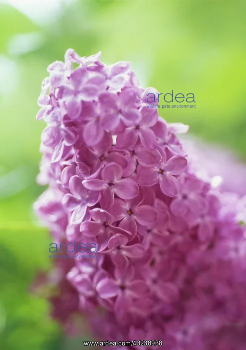 : Lilac, Syringa : Lilac, Syringa
