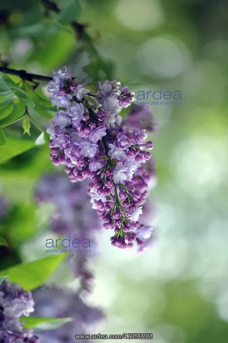 : Lilac, Syringa hyacinthiflora Blue Hyacinth : Lilac, Syringa hyacinthiflora Blue Hyacinth