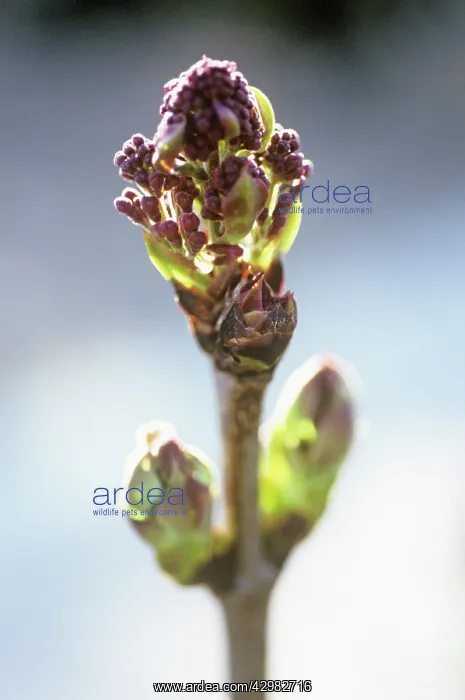 : Lilac, Syringa Mrs Edward Harding : Lilac, Syringa Mrs Edward Harding
