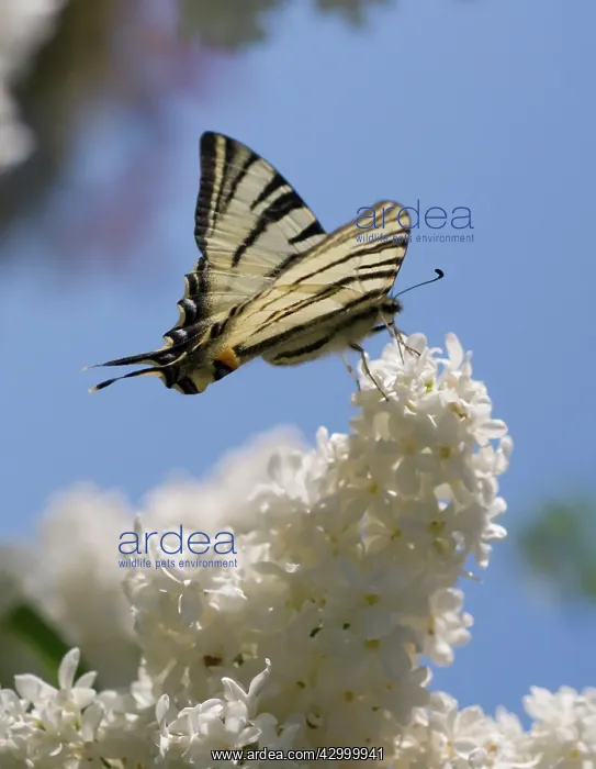 : Lilac, Syringa vulgaris : Lilac, Syringa vulgaris
