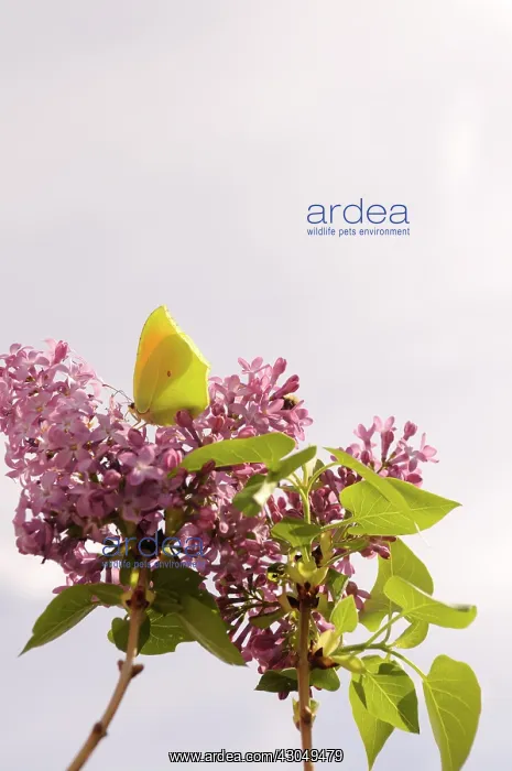 : Lilac, Syringa vulgaris : Lilac, Syringa vulgaris