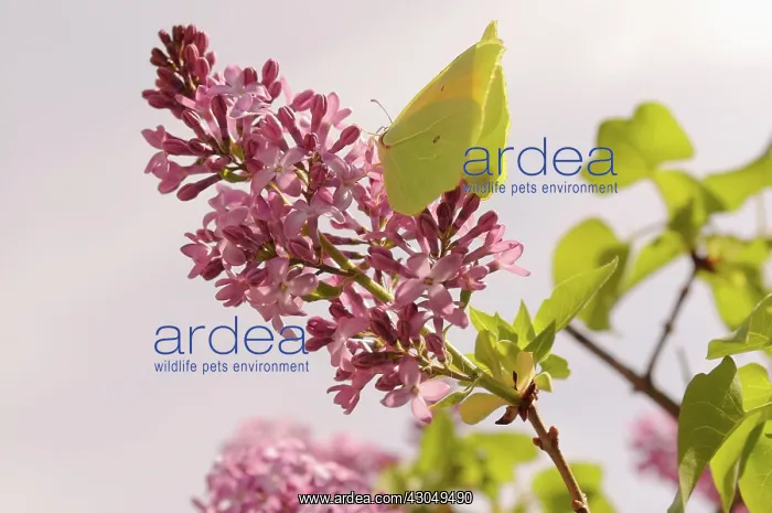 : Lilac, Syringa vulgaris : Lilac, Syringa vulgaris