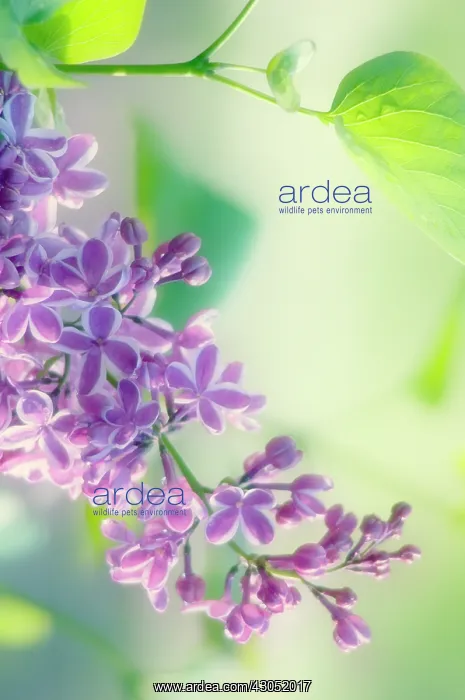 : Lilac, Syringa vulgaris : Lilac, Syringa vulgaris