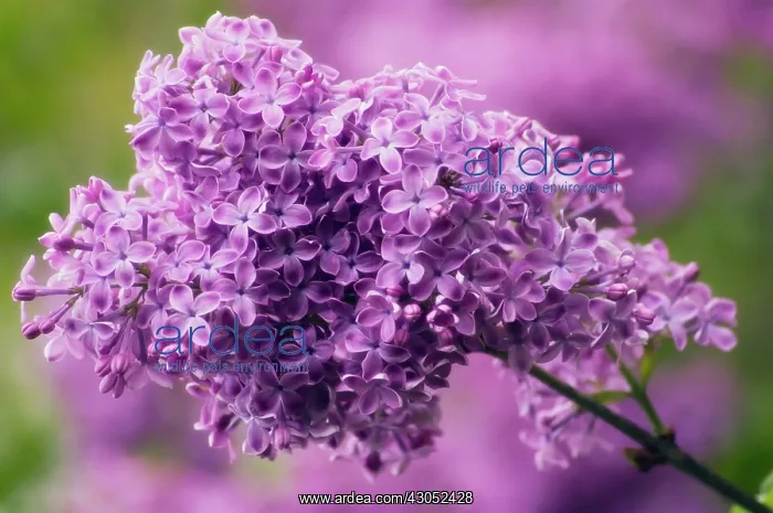 : Lilac, Syringa vulgaris : Lilac, Syringa vulgaris