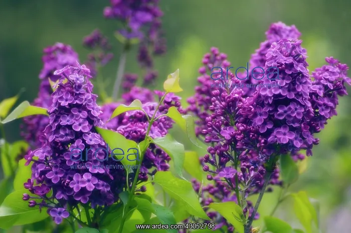 : Lilac, Syringa vulgaris : Lilac, Syringa vulgaris