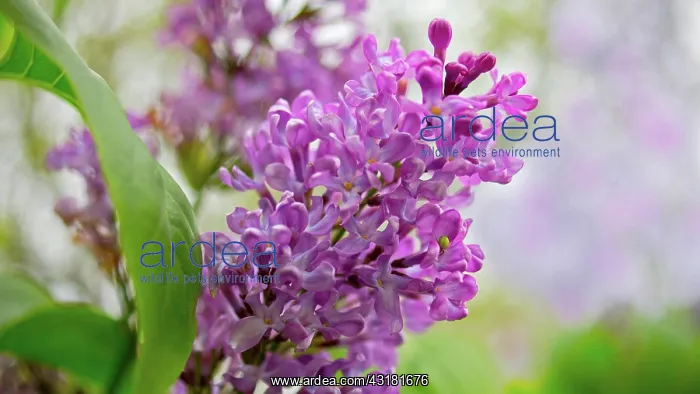 : Lilac, Syringa vulgaris, Side close view of one : Lilac, Syringa vulgaris, Side close view of one