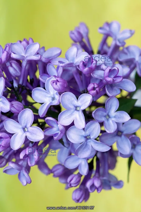 : Lilac, Syringa vulgaris, Close view of a flowering : Lilac, Syringa vulgaris, Close view of a flowering