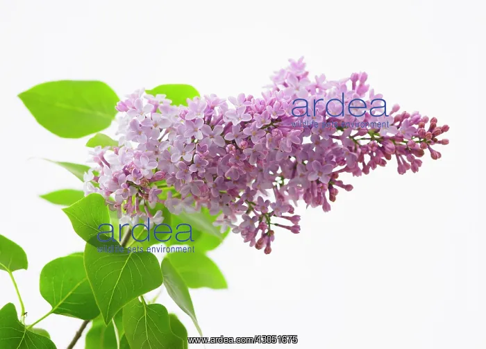 : Lilac, Syringa vulgaris Katherine Havemeyerl : Lilac, Syringa vulgaris Katherine Havemeyerl