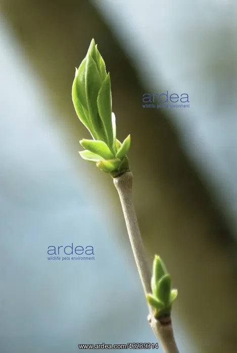 : Lilac, Syringa vulgaris Madame F Morel : Lilac, Syringa vulgaris Madame F Morel