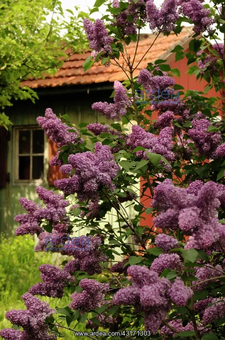 : Lilac, Syringa vulgaris, purple coloured bush with a small b : Lilac, Syringa vulgaris, purple coloured bush with a small b