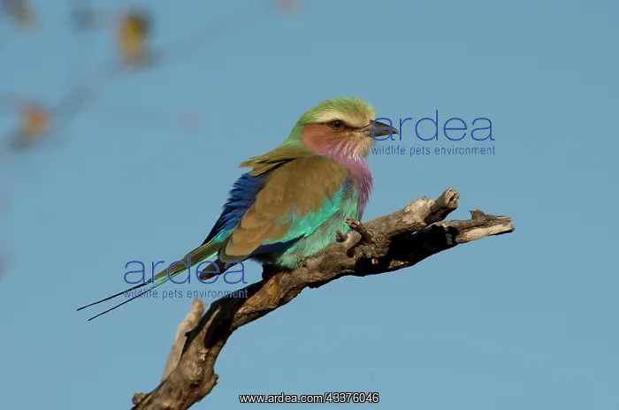 : Lilacbreasted Roller - Kruger National Park, Transvaal : Lilacbreasted Roller - Kruger National Park, Transvaal