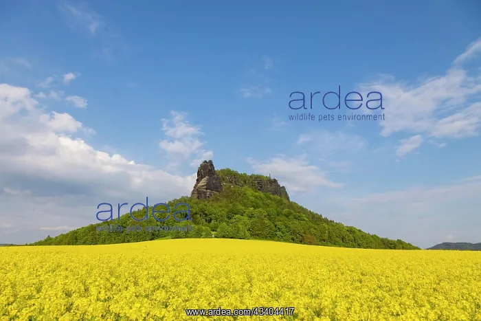 : The Lilienstein in a flowering rape field : The Lilienstein in a flowering rape field
