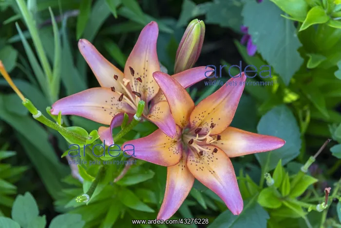 : Lilies in bloom in a garden, summer, Moselle, France : Lilies in bloom in a garden, summer, Moselle, France