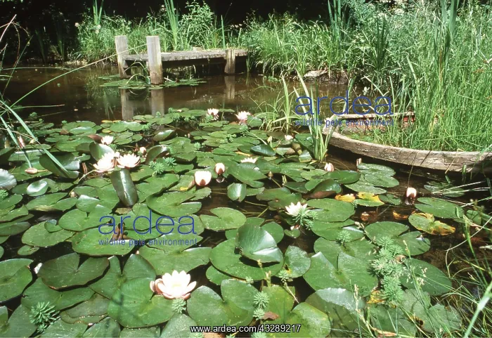 : LILIES - on a garden pond : LILIES - on a garden pond
