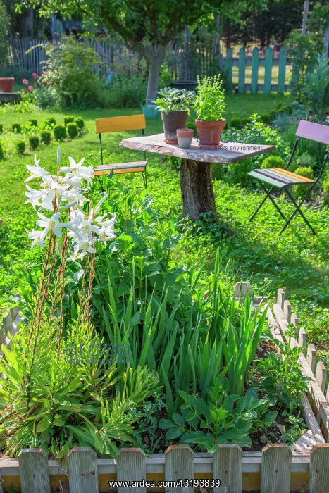 : Lilies, gladioli, dahlias and aromatic plants in : Lilies, gladioli, dahlias and aromatic plants in