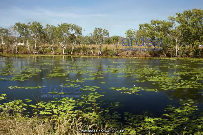 : Lilies in pond at former Adelaide River : Lilies in pond at former Adelaide River