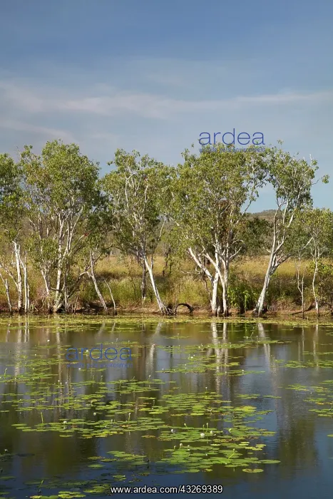 : Lilies in pond at former Adelaide River : Lilies in pond at former Adelaide River