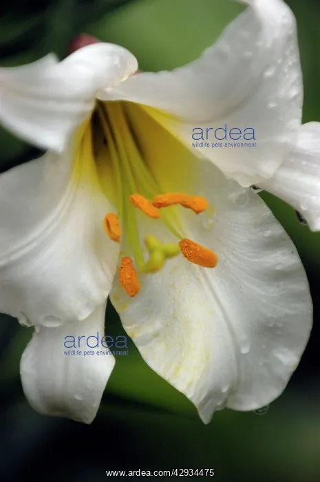 : Lilium - Regale : Lilium - Regale