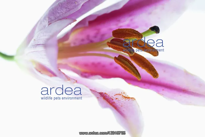 : Lily. Lilium Star Gazer, Close image with focus on the inside of the flower : Lily. Lilium Star Gazer, Close image with focus on the inside of the flower