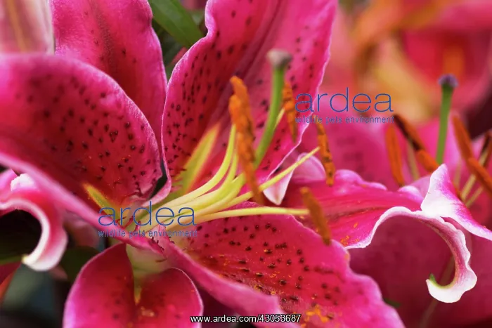 : Lily. Lilium Star Gazer, Close view of single flower with deep pink, spotted petals : Lily. Lilium Star Gazer, Close view of single flower with deep pink, spotted petals