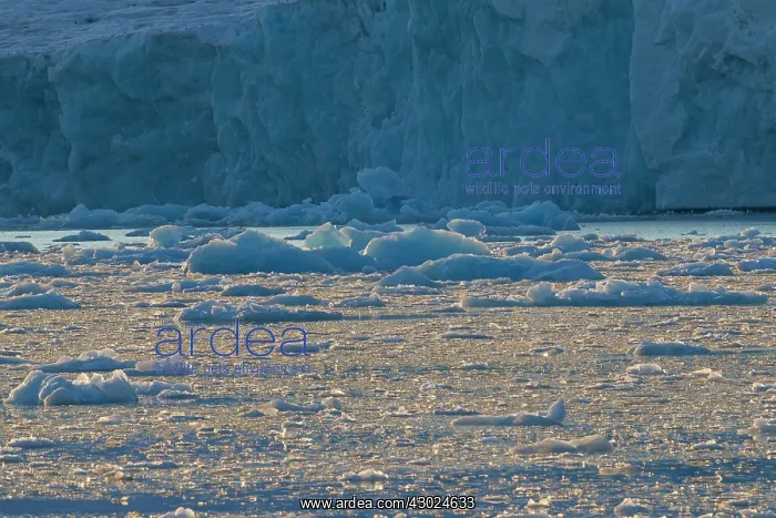 : Lilliehoeoek ice Ice Floe Lilliehoeoek-Fjord at Krossfjo : Lilliehoeoek ice Ice Floe Lilliehoeoek-Fjord at Krossfjo