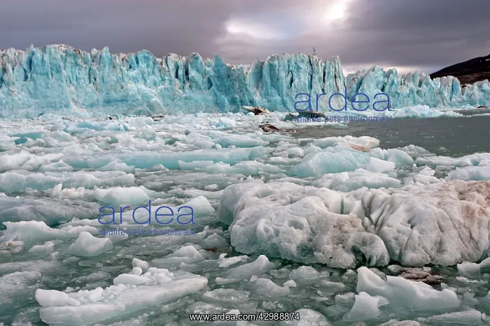 : Lilliehook Glacier. Krossfjorden, Svalbard, Spitzbergern : Lilliehook Glacier. Krossfjorden, Svalbard, Spitzbergern