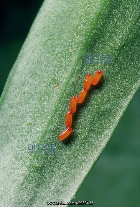 : Lilly Beetle - eggs : Lilly Beetle - eggs