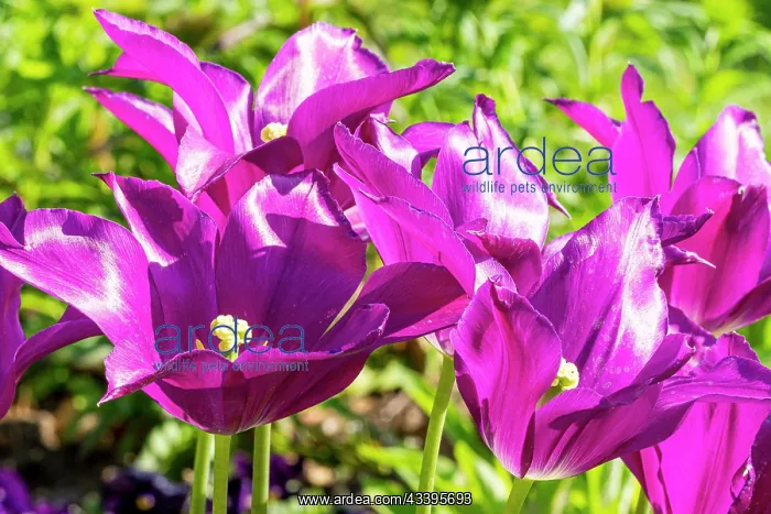 : Lilly Flowering Tulip Maytime : Lilly Flowering Tulip Maytime