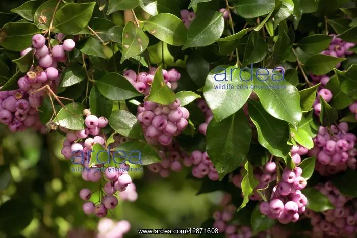 : Lilly-pilly with berries : Lilly-pilly with berries
