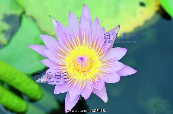 : Lilly at Wat Chalong temple Phuket, Thailand : Lilly at Wat Chalong temple Phuket, Thailand
